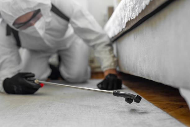 Professional Bed Bug Control technician working in Town Line, NY